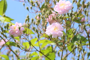 Giardino semplici Bagnacavallo Rose