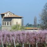 traversara primavera in fiore