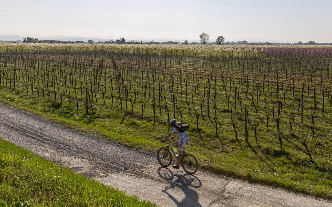 Pedalate in Bassa Romagna
