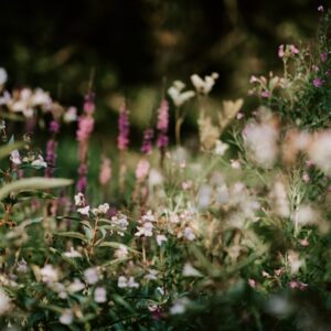 fiori